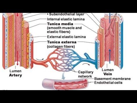 Why Your Blood Vessels Are More Important Than Your Heart