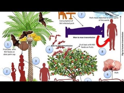 Nipah Virus: The Disease That Could End Humanity