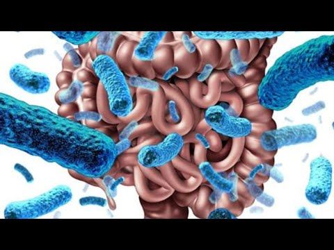 The Hidden Ecosystem Inside Your Body