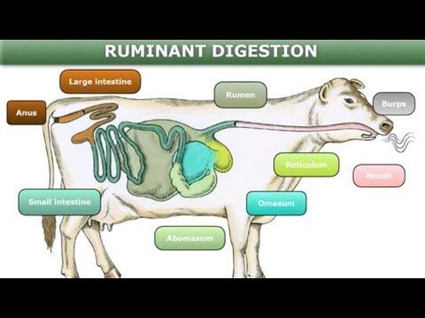 Why Humans Can't Digest Grass (But Some Animals Can)