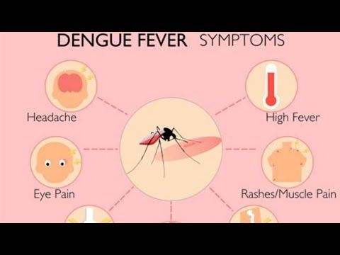 The Fight Against Dengue: Aedes Virus Treatments Explained