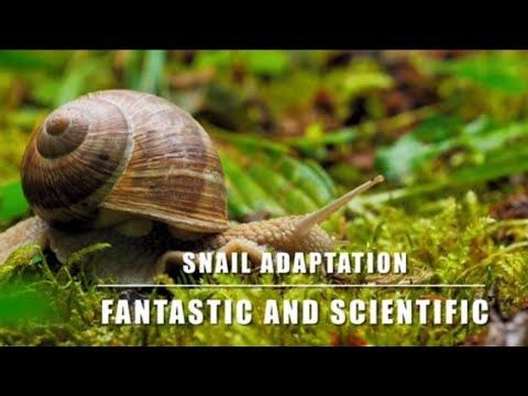 Snails: The Highly Evolved Super Creatures You Didn't Know About
