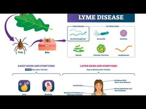 Lyme Disease Unveiled: A Comprehensive Guide to Symptoms, Diagnosis, Treatment, and Long-Term Health