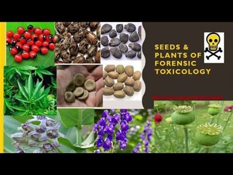Deadly Seeds: The Toxic Treasures of Nature